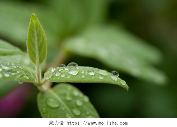绿叶上的雨滴特写绿叶上的雨滴